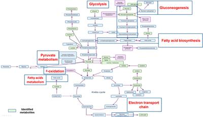 1H -NMR Metabolomics Study of the Effect of Cisplatin and Casiopeina IIgly on MDA-MB-231 Breast Tumor Cells